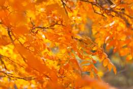 gold and yellow fall leaves right before they fall